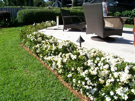 gardenia landscaping ideas.